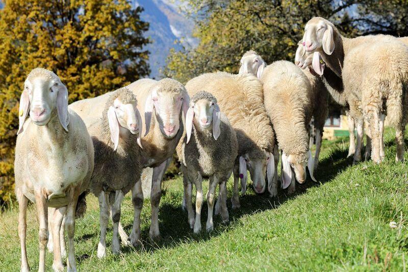 Appartamento Bio-Bauernhof Einberghof Pfarrwerfen Esterno foto