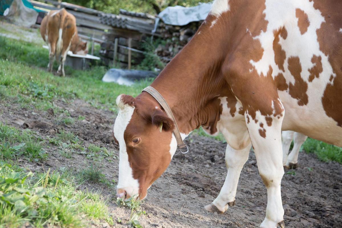 Appartamento Bio-Bauernhof Einberghof Pfarrwerfen Esterno foto